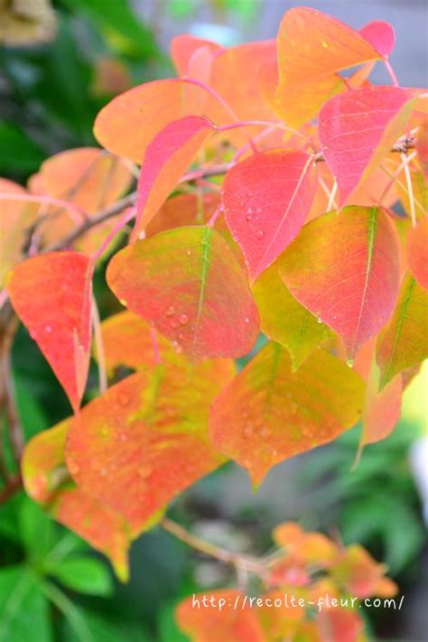 紅葉植物風水|モミジ（カエデ）・イチョウだけじゃない！ 紅葉の。